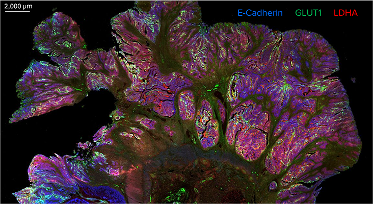 Cell signaling spatial biology image